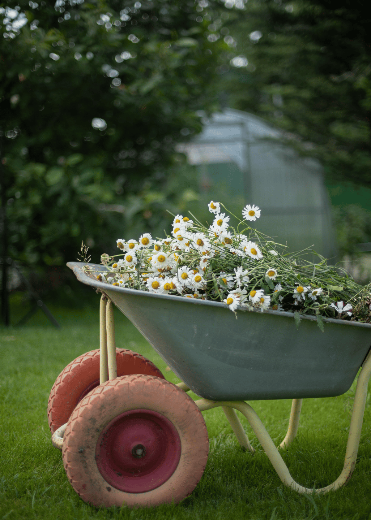The 5 Best Wheelbarrow for Every Gardening, Landscaping and Home Improvement Need! Durable, Easy to Maneuver and Perfectly Balanced - Here’s Why It’s the Best!