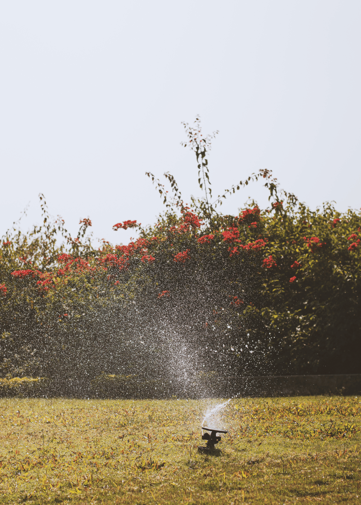 How To Spread Epsom Salt On Grass