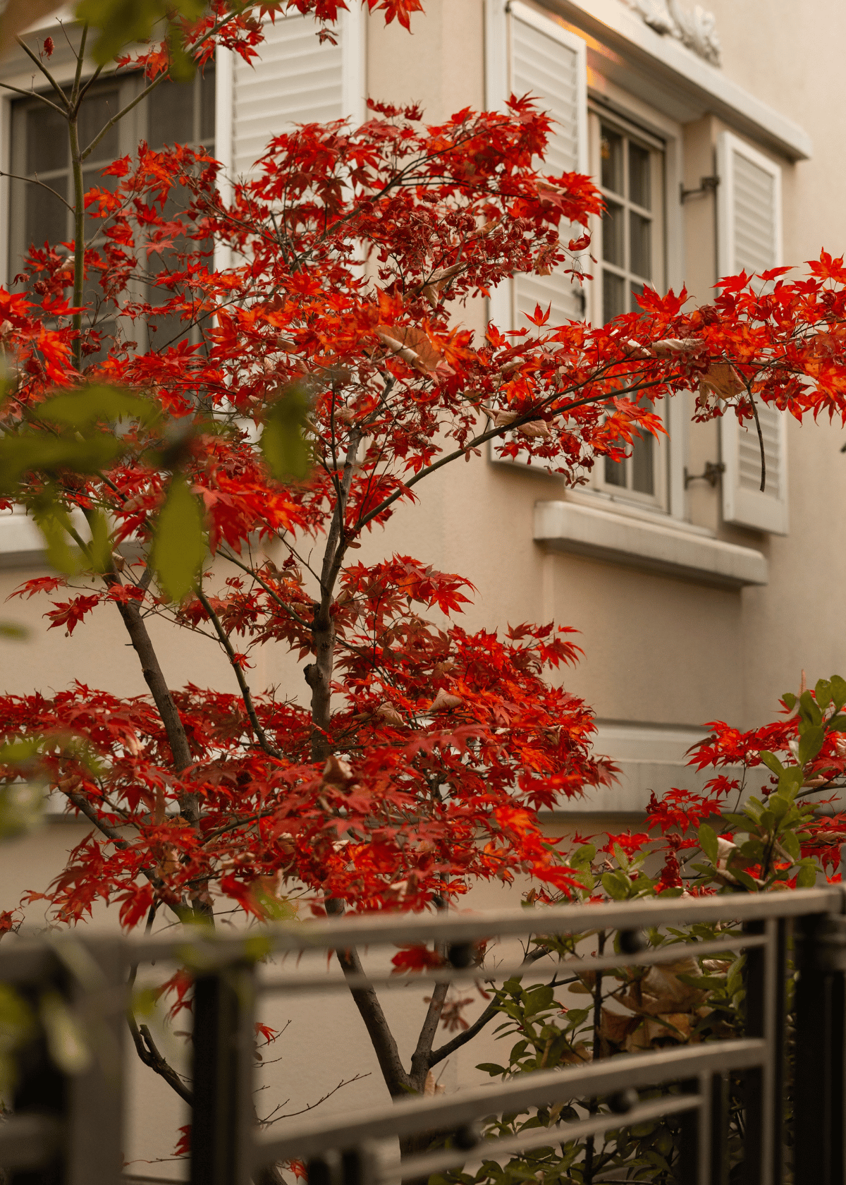 Identifying The Signs Of Japanese Maple Overwatering Symptoms