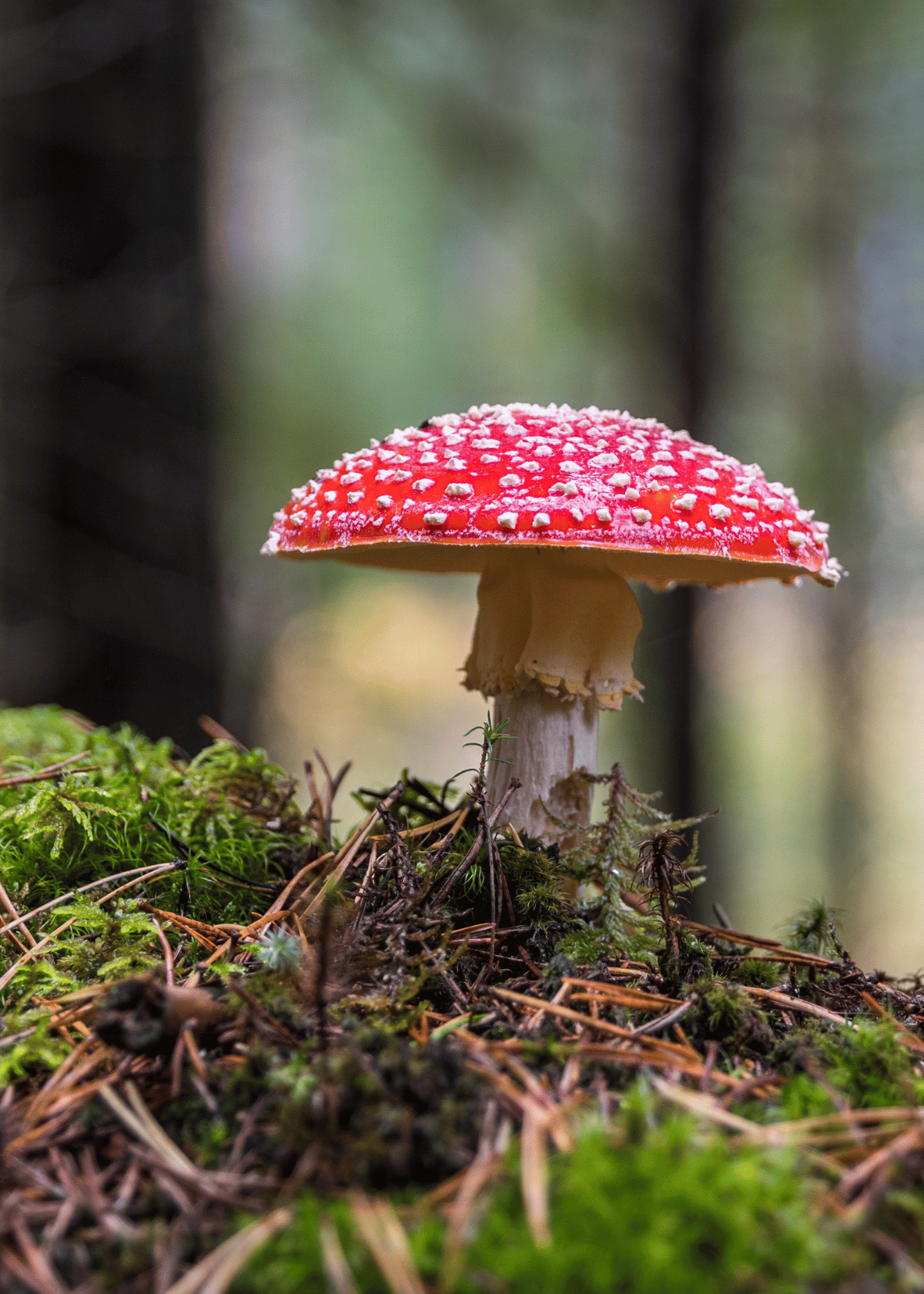 Methods To How To Stop Mushrooms From Growing