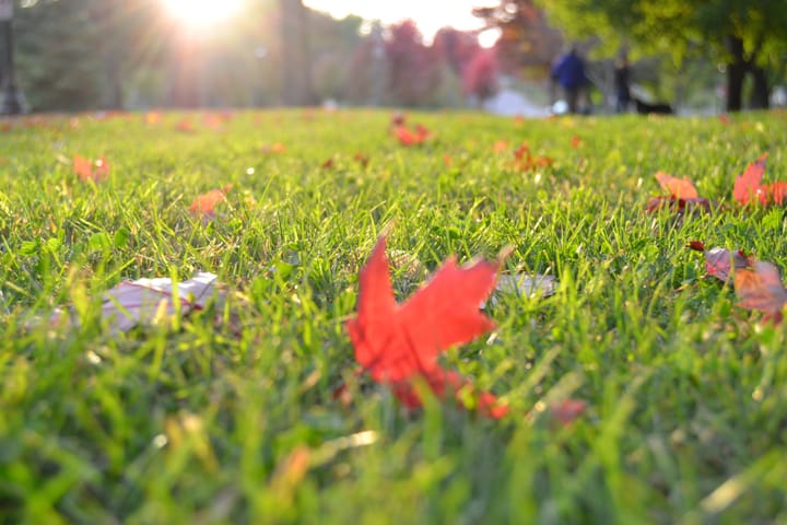 Getting Rid of Lawn Moss Once and For All: A Review of the Best Lawn Moss Killer