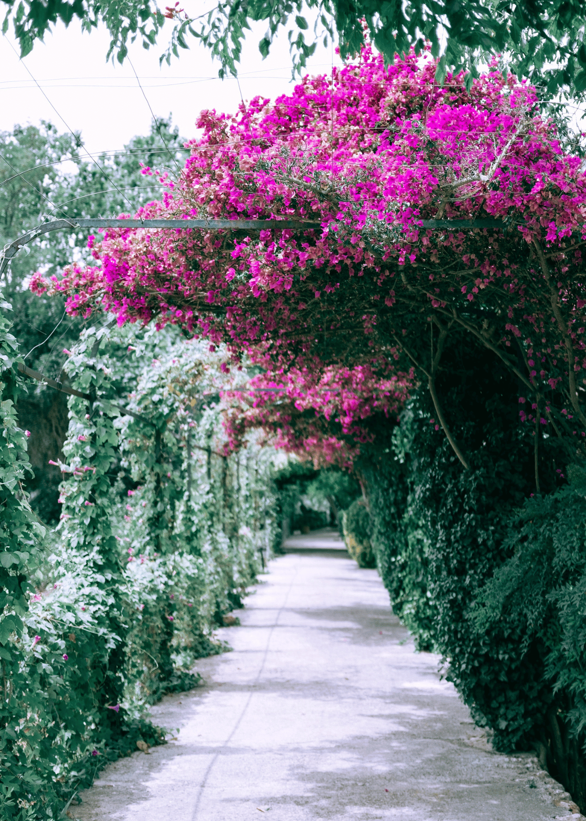 Unleash Your Inner Gardener with the Best Cordless Hedge Trimmer for Your Needs