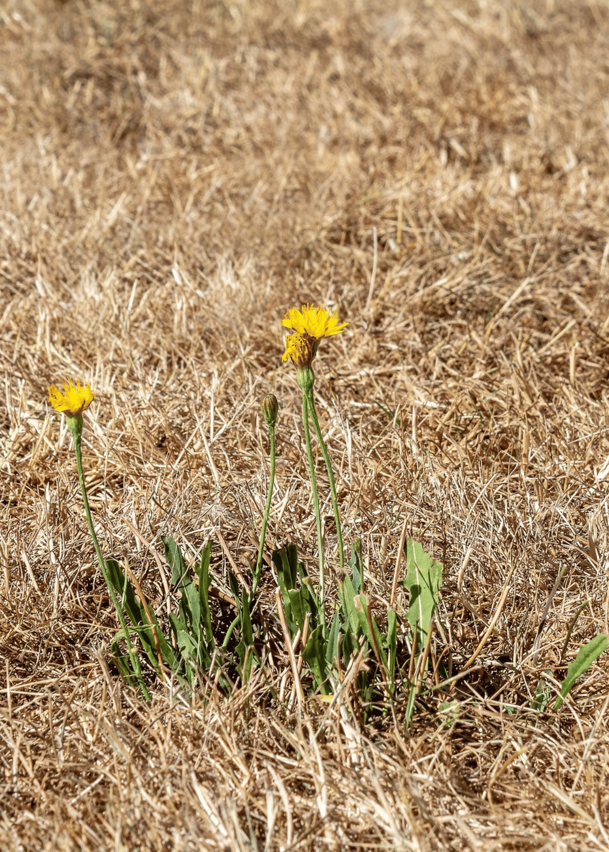 Effective Tips on How To Get Burnt Grass Green Again