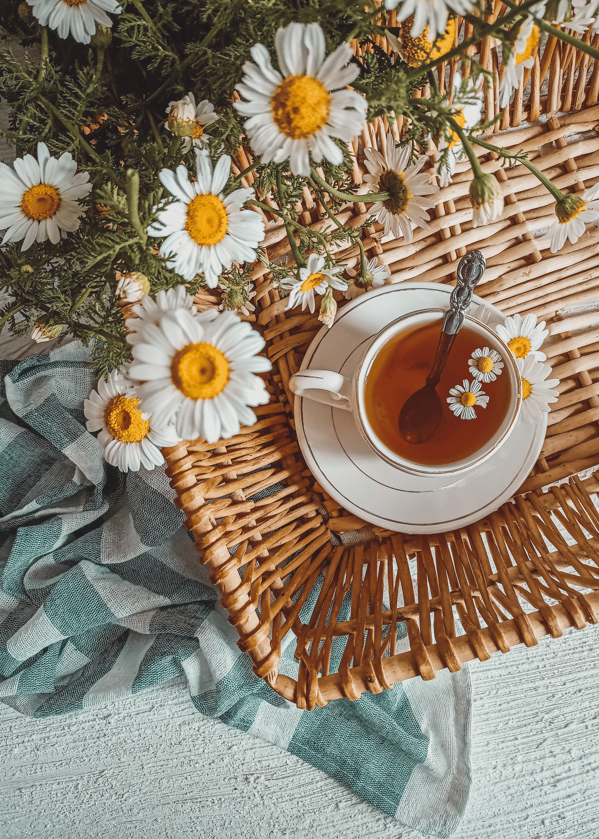 The Ultimate Guide How to Identify Chamomile