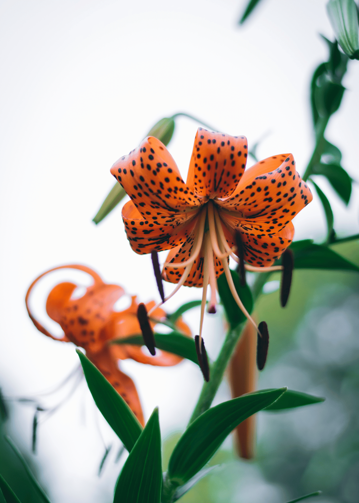 Are Tiger Lilies Poisonous To Dogs? What Pet Owners Need to Know